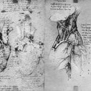 anatomical_drawing